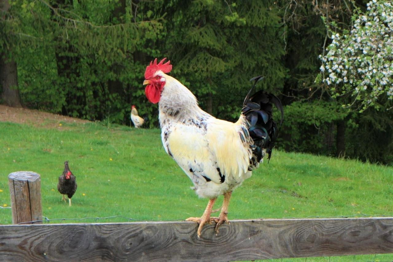 Ubytování Na Sýpce Bela  Esterno foto